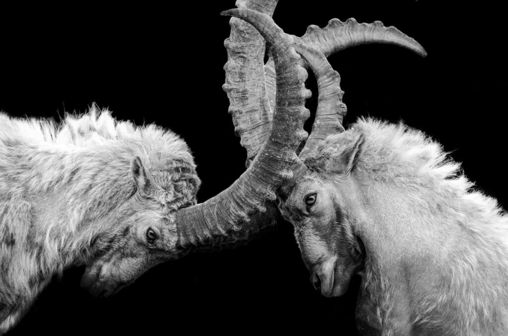 Two rams locking horns