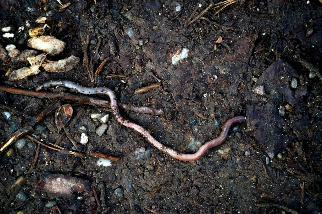 A close-up illustration of a computer worm